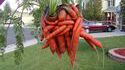 Fruit bizarre