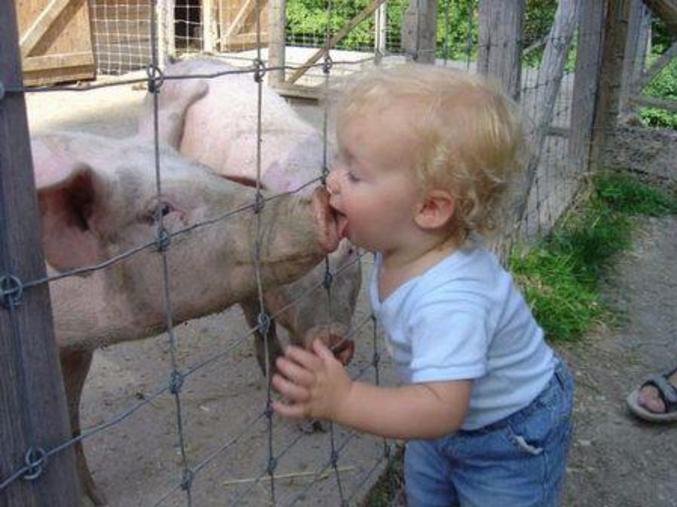 Un enfant lèche le nez d'un porc ...