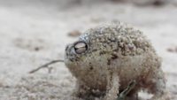 Breviceps macrops