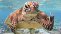 Une tortue qui fait passer un message aux humains
