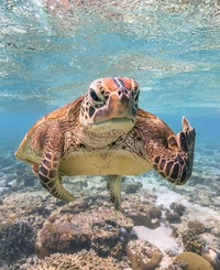 Une tortue qui fait passer un message aux humains