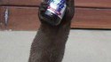 Loutre félonne 