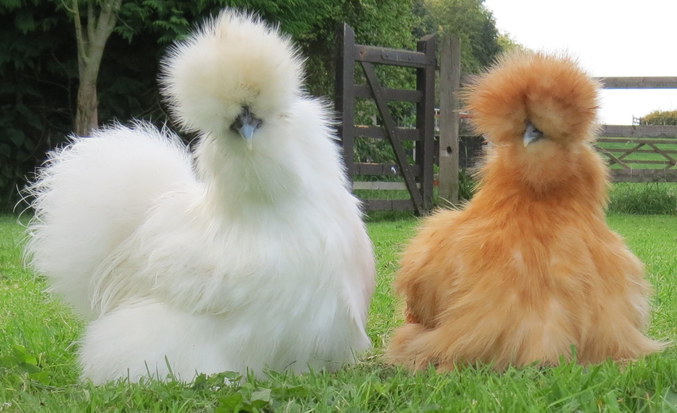 La Poule-Soie (anciennement Nègre-soie) est une race de poule domestique.