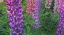 Lupins