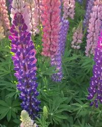 Lupins