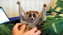 A propos des Loris