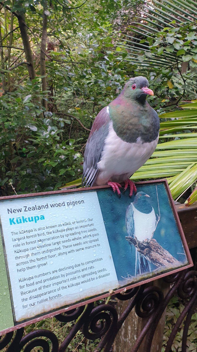 L'oiseau est un Carpophage de Nouvelle-Zélande ou Kukupa, espèce protégée menacée par le braconnage et les prédateurs introduits par l'Homme.