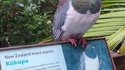 Encore un pigeon qui tombe dans le panneau...