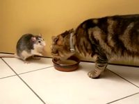 Un rat et un chat se partagent du lait