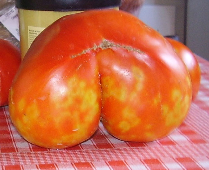 Une cul-rieuse tomate.