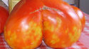 Tomate curieuse