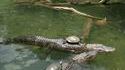 Les tortues les plus cool au monde