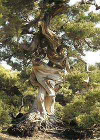 faire face aux éléments