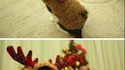 Chat-renne