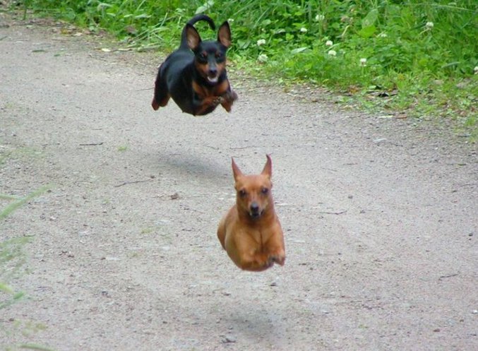 Photo de chiens en pleine course.