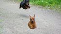 Chiens volants