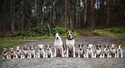 Chienne de descendance