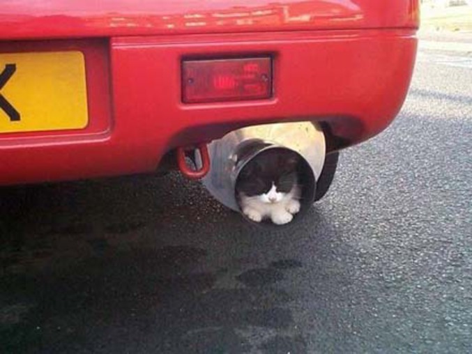 Un chat qui se repose dans un endroit dangereux.