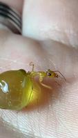 Fourmis pot de miel aka le préposé qui a mangé dans ses fesses