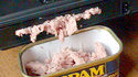 Spam