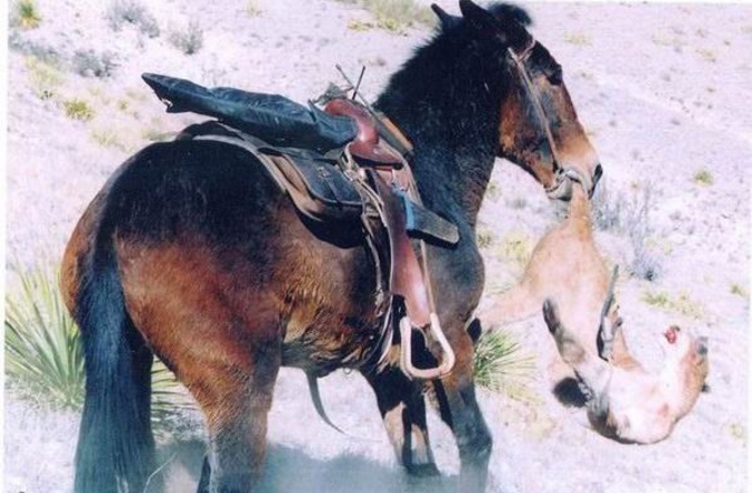 Un cheval qui n'a pas l'air content de rencontrer ce cougar.