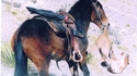 Cheval vs cougar