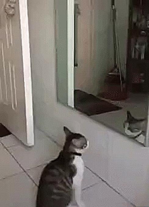 chat m'en bouche un coin...