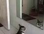 entrainement au shadow boxing devant un miroir