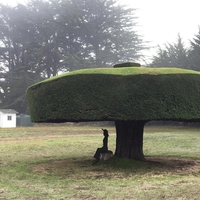 Pin parasol