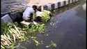 Inde : un homme lave ses légumes dans l'eau des égouts
