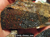 Coupe d'un d'os de dinosaure...