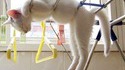 Chat sèche