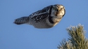 Comme un oiseau sans aile