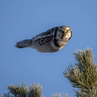Comme un oiseau sans aile