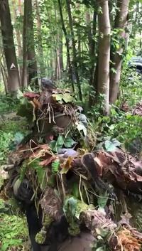Bon camouflage