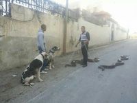 Animaux de compagnie et compensation