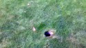 Son premier eagle au golf 