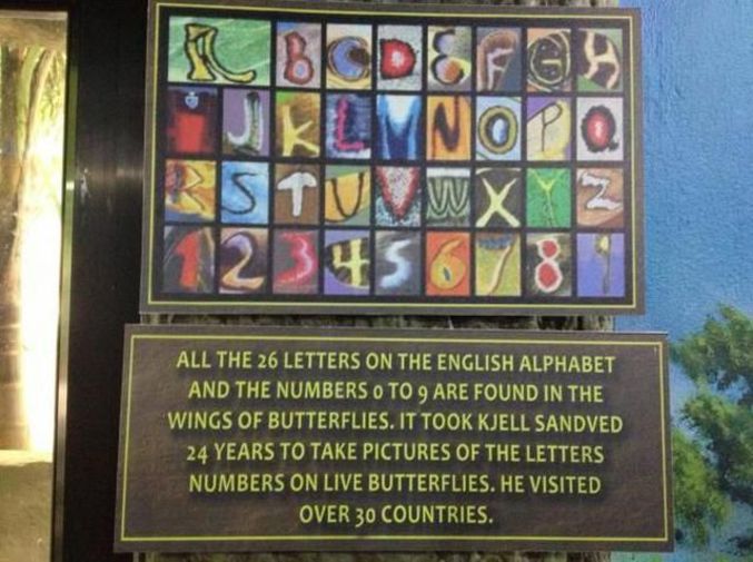 Il aura fallu traverser plus de 30 pays en 24 ans à Kjell Sandved pour reconstituer l'alphabet avec des photos d'ailes de papillons.