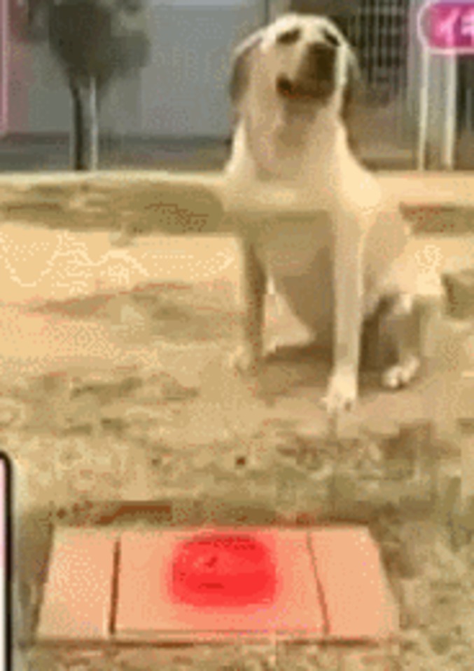 Blague avec un chien