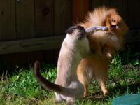 Comme chatte et chienne