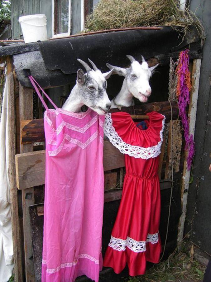 Des chèvres se préparent pour aller en ville.