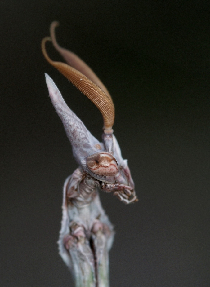 Cousin du phasme et de la mante religieuse, cet insecte est aussi surnommé Diablotin pour sa tête particulière. On peut le trouver dans les garrigues.
Source : http://www.animateur-nature.com/gros_plans/diablotin.html