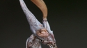 Empusa pennata