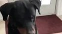 Chien non vegan