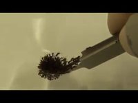 Les fourmis de feu