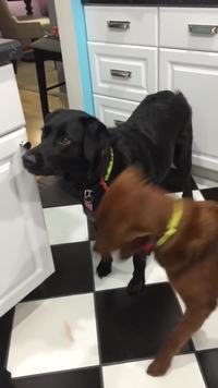 Les carottes, c'est bon...