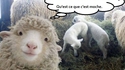 oh mon Dieu ! Ils nous voient.
