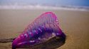 Une vessie de mer qui se prend pour une lanterne