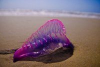 Une vessie de mer qui se prend pour une lanterne