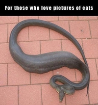 Pour ceux qui aiment les photos de chats